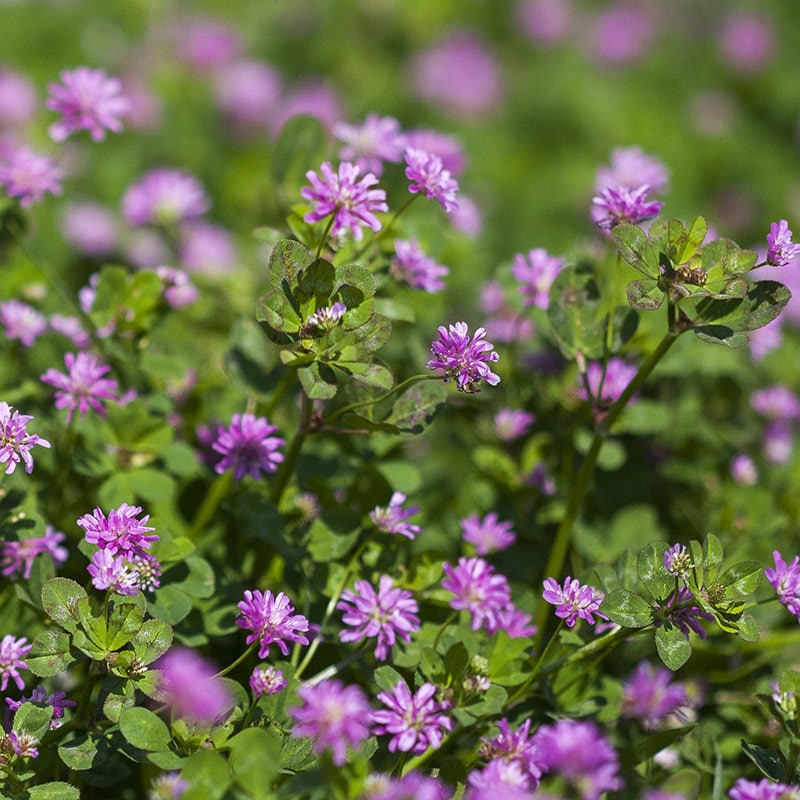Colorful Clover Tree Colorful Clover Seeds: 5 Varieties to Choose From, Perennial Organic ...