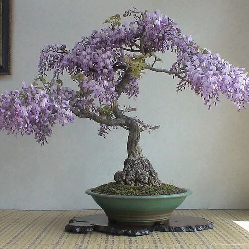Purple Rain Bonsai Seeds Fun and Easy to Grow US and Canada - Etsy Denmark Purple Rain Bonsai Seeds Fun and Easy to Grow US and Canada - Etsy Denmark