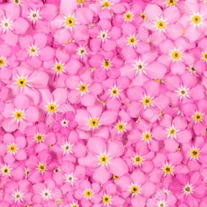 Pink Forget Me Not seeds, best gift for him her mom dad teacher DIY gardening home decor kids love these plants perennial frost hardy