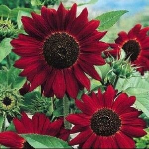 Red Sunflower Seeds: Organic Flowering Plants, Easy to Grow