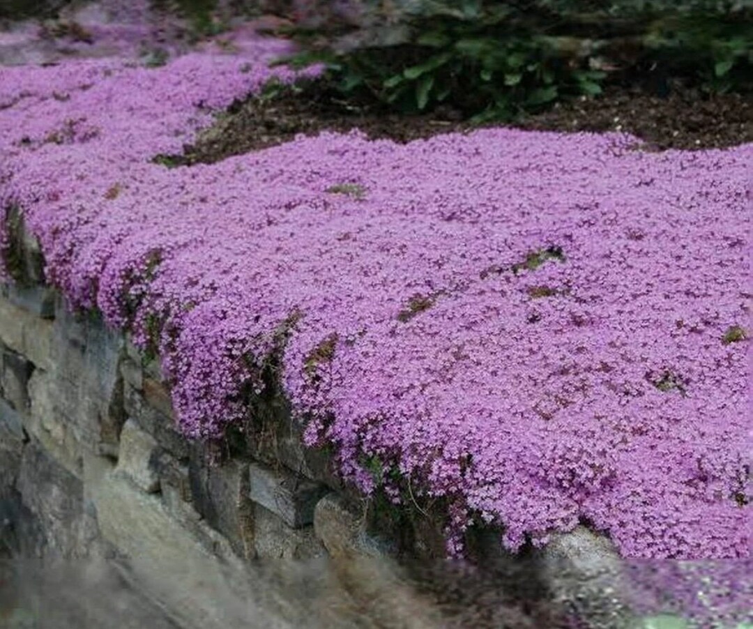 Garten Thymian 20000 20000+ Violett Kriechender Thymian Samen - Bodendecker  Garten Rasenbedeckung Freiland