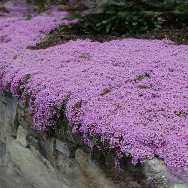 Creeping Thyme Seeds: Perennial Ground Cover, Frost Hardy, Easy Care, No Maintenance