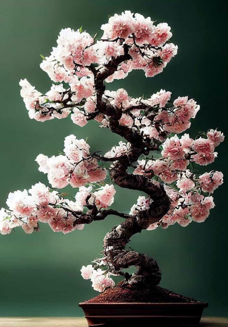 Graines de bonsaï japonais en fleurs de cerisier, couleurs étonnantes, Sakura, décoration d'intérieur, meilleur cadeau pour lui et elle, cadeaux pour la fête des mères image 6