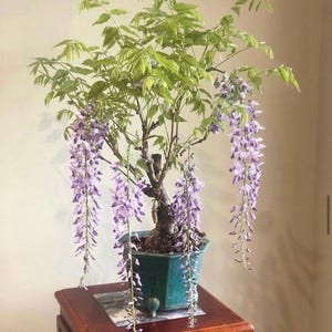 Op de afbeelding: Een bonsai-blauweregenplant met overhangende paarse bloemen en groene bladeren. De plant staat in een turquoise zeshoekige pot op een donkere houten tafel. Blauweregen is een bloeiende plant die bekend staat om zijn geurige bloemen.