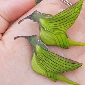 Può includere: Due baccelli di semi verdi a forma di uccello con motivi a strisce sono tenuti nella mano di una persona. I baccelli sono simili nella forma e nelle dimensioni, con becchi lunghi e appuntiti e ali ripiegate.