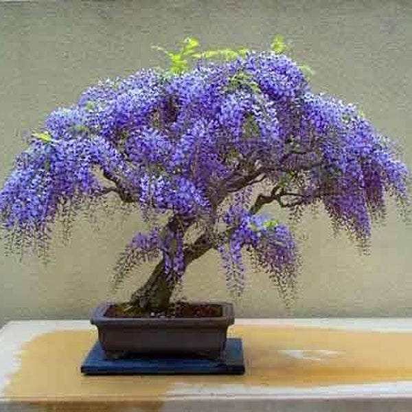 Purple Rain Bonsai seeds, fun and easy to grow, a great gift, beautiful colors, easy care, fast growing, organic, fast shipping
