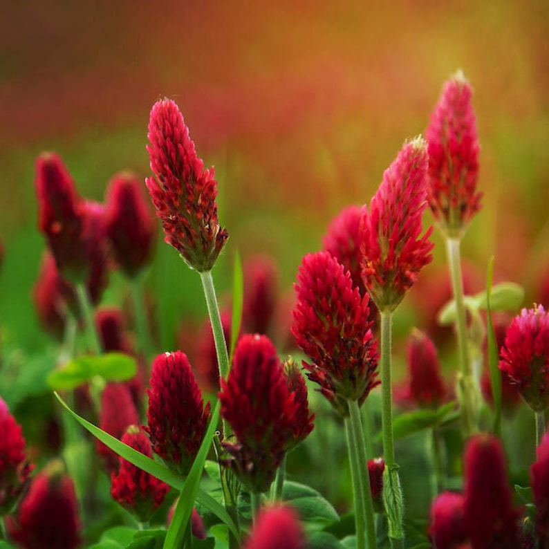 Colorful Clover Tree Colorful Clover Seeds: 5 Varieties to Choose From, Perennial Organic ...