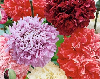 Pastel Peony Aster Flower Seeds: Organic Gardening, Easy to Grow