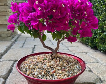 紫色の花を咲かせる盆栽の種：屋内外の装飾、観葉植物 - Etsy 日本