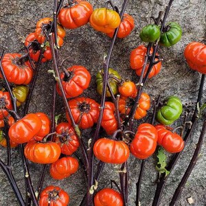 Könnte beinhalten: Ein Bund kleiner, orangefarbener und grüner Tomaten mit Stielen. Die Tomaten sind in einer Traube auf einer grauen, strukturierten Oberfläche angeordnet.