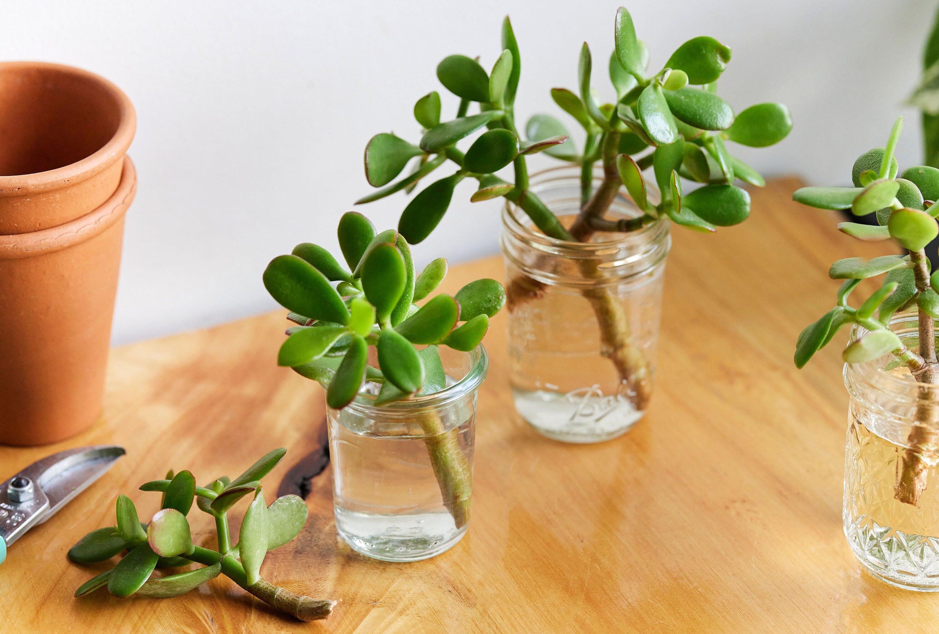 Jade Plant Seeds: Lucky Money Plant, Crassula Succulent, DIY Gardening  Organic, Easy to Grow House Plant - Etsy