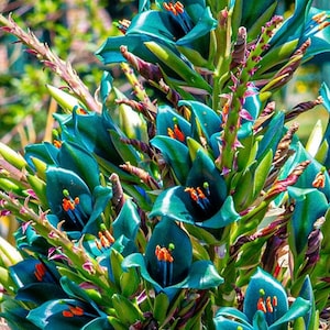 Sapphire Tower seeds, birthday best gift for him her mom dad home decor, teacher gifts gardening flowering plants organic Puya alpestris DIY