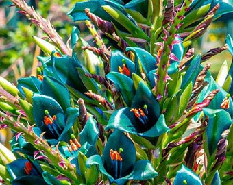 Puya Alpestris Sapphire Tower Seeds: Organic Flowering Plants, Easy to Grow, Drought Tolerant