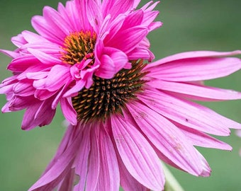 Pink Paradiso Super Duper seeds, Cone Flower, best gift for him her, home decor, Mothers Fathers Day, gardening, birthday, teacher gifts