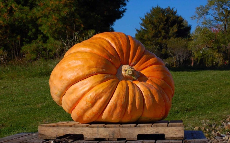 Deep Ridges Pumpkin Atlantic Giant Pumpkin Seeds: Grow Triple XL Pumpkins, World's Largest ...