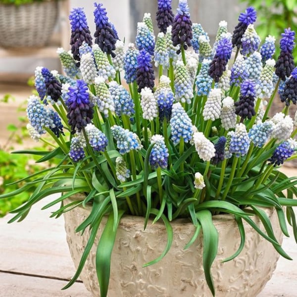 Little Blue Grapes Hyacinth bulbs, Sow NOW, amazing colour, fun and easy, gift idea, for indoors and for garden or your balcony, frost hardy