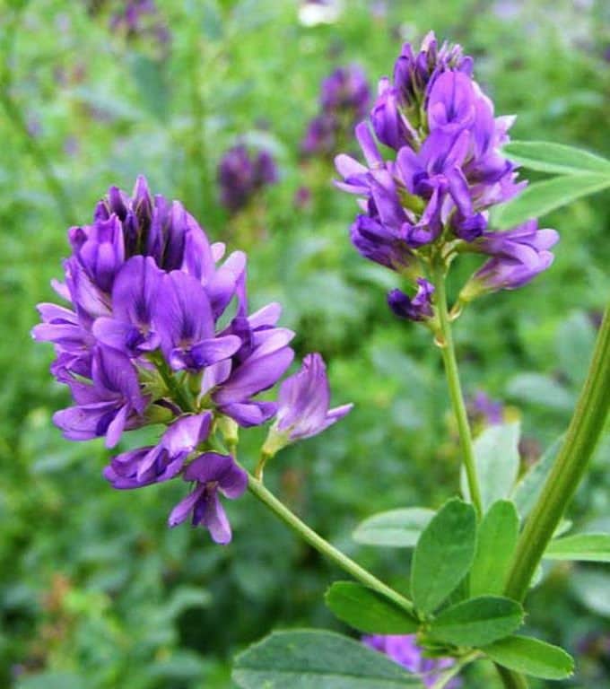 Colorful Clover Tree Colorful Clover Seeds: 5 Varieties to Choose From, Perennial Organic ...