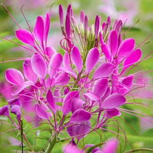 Pink Rose Queen seeds, best gift for him her mom dad teacher, DIY gardening birthday home decor perennial flowering house plants easy care