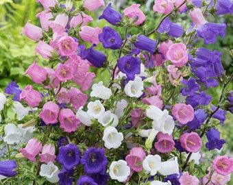 Canterbury Bells Seeds: Pink, Purple, White Perennial Flowering Plants