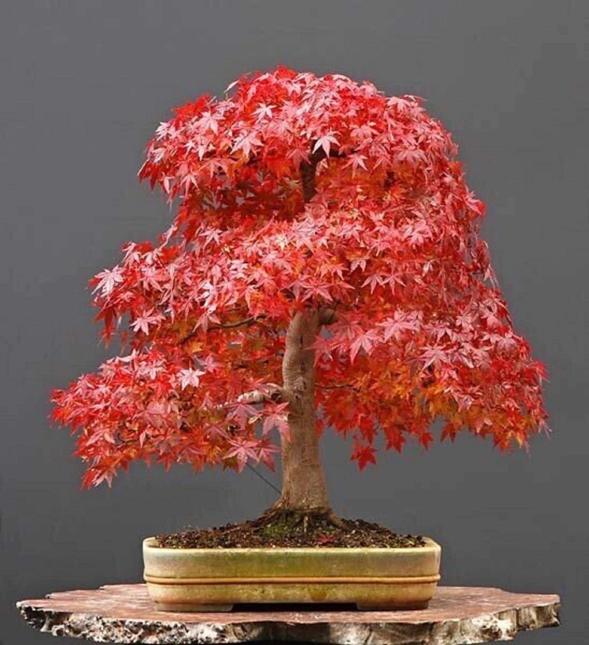 Roter Ahorn Bonsai-Baumsamen: Mehrjhrige DIY Gartenarbeit Geschenk Acer -  Etsy.de