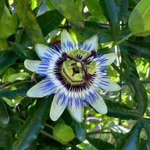 Passion Flower Seeds, for Indoors and Outdoors, Fun and Easy to Grow ...