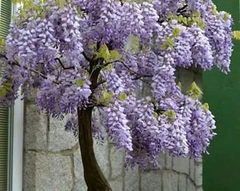 Purple Rain Wisteria Bonsai seeds, Purple and Blue flowers, fun & easy to grow, fast growing, perfect gift for him and her, kids love these