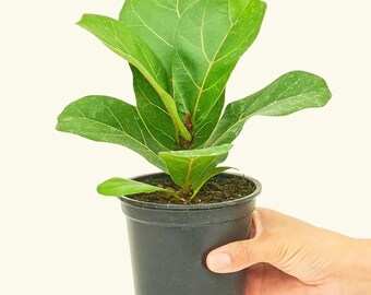 money tree yakima Braided Money Tree  Local Delivery in Portland