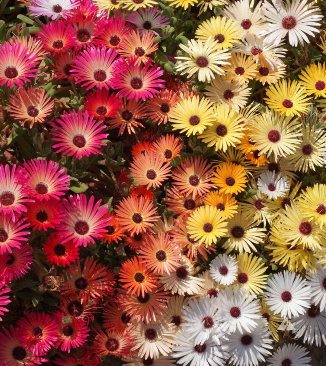 Livingstone Daisy Seeds, Fun and Easy to Grow, Fast Shipping, Fantastic