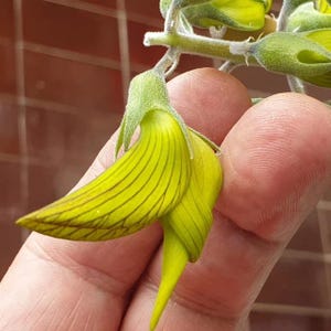 ハチドリの花の種、彼や彼女のお母さん、お父さん、先生への最高の贈り物、家の装飾 DIY ガーデニング、多年生の耐寒性開花植物、お手入れ簡単