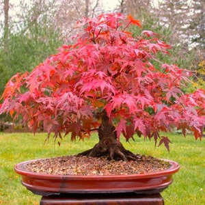 May include: A Japanese maple bonsai tree with red leaves in a brown ceramic pot. The tree is in a small garden setting with green grass.