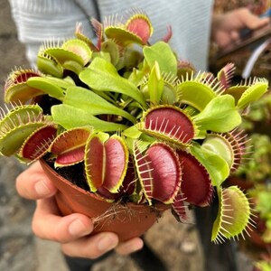 Puede incluir: Una planta de Venus atrapamoscas en maceta. La planta presenta hojas verdes vibrantes y trampas rojas distintivas con bordes puntiagudos. La planta está en una maceta marrón pequeña, sostenida por una persona.