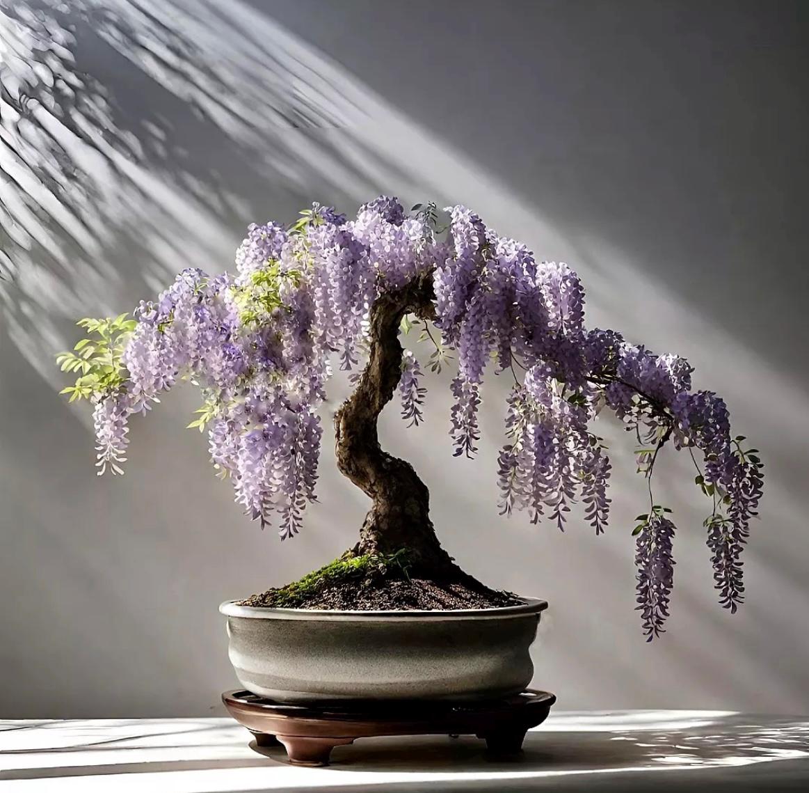 Semillas de bonsái de glicinia azul púrpura, plantas de interior perennes  fáciles de cultivar - Etsy México, image size:1163x1139
