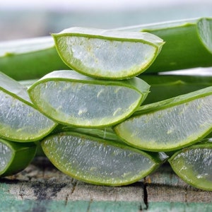 Aloe Vera seeds, Grow your own Aloe Plant for pure Aloe Vera Gel gift for him her mom dad teacher DIY organic gardening home decor