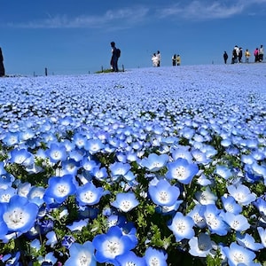 Nemophila 'Baby Blue Eyes' Flowers Seeds: Create Amazing Blue Flower Beds, Organic Gardening