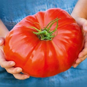 GIANT Tomato seeds, XXL, can become 2lb 1 kilo best gift for him and her, can be grown in all zones, gardening, home gift, educational image 1