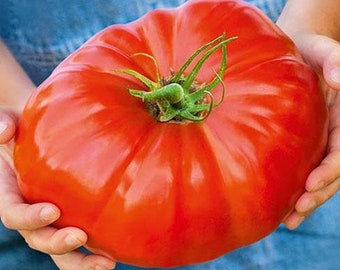 Graines de tomates XXL Brutus : cultivez des tomates géantes de 1 kilo/2 lb, des fruits et légumes du jardin