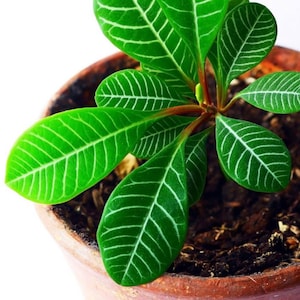 究極のイージーケア植物（種子5個）マダガスカルジュエル低光量耐性ミニヤシの木、彼、彼女、お母さん、お父さんへの贈り物に最適な観葉植物