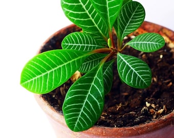 Madagaskar Juwel Samen: Pflegeleichte Zimmerpflanze - DIY Wohnkultur  Zimmerpflanzen, Mini Palme - Etsy Schweiz
