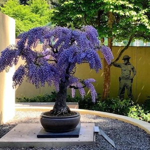 Blau Lila Glyzinien Bonsai Baum Samen, Wohnkultur Geschenk für Ihn ihre Mama Papa Lehrer Gartenarbeit DIY blühende Zimmerpflanzen mehrjährige pflegeleichte