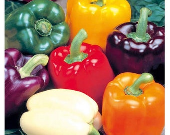 5 Different Color Sweet Pepper seeds, Paprika, purple, white, orange, yellow, red, organic, gift for any plant lover & gardener, 5 varieties