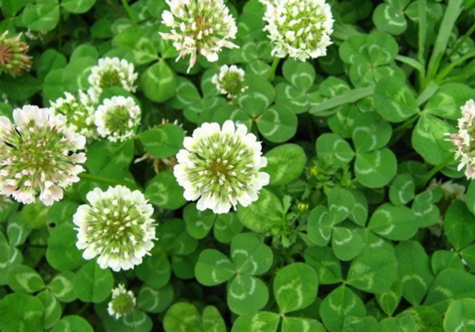 Colorful Clover Tree Colorful Clover Seeds: 5 Varieties to Choose From, Perennial Organic ...
