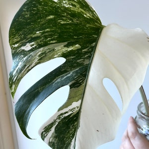 Monstera Albo Half Moon Variegata cutting, Amazing Variegation, best gift for him her mom dad teacher, home decor, rare plant
