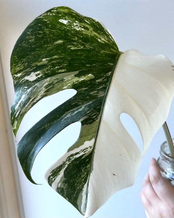 Monstera Albo Half Moon Variegata Cutting, Amazing Variegation, Best Gift  for Him Her Mom Dad Teacher, Home Decor, Rare Plant - Etsy Israel
