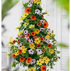 May include: A hanging basket overflowing with colorful flowers. The flowers are a mix of yellow, orange, purple, and white. The basket is made of woven material and is hanging from a hook.