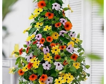 Black Eyed Susan seeds, Thunbergia Alata, amazing colours, easy to grow, best gift for him and her, gardening, home decor gifts flower plant