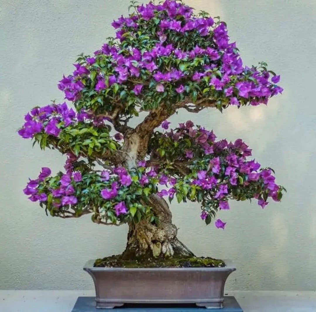 紫色の花を咲かせる盆栽の種：DIYオーガニックガーデニング、多年草