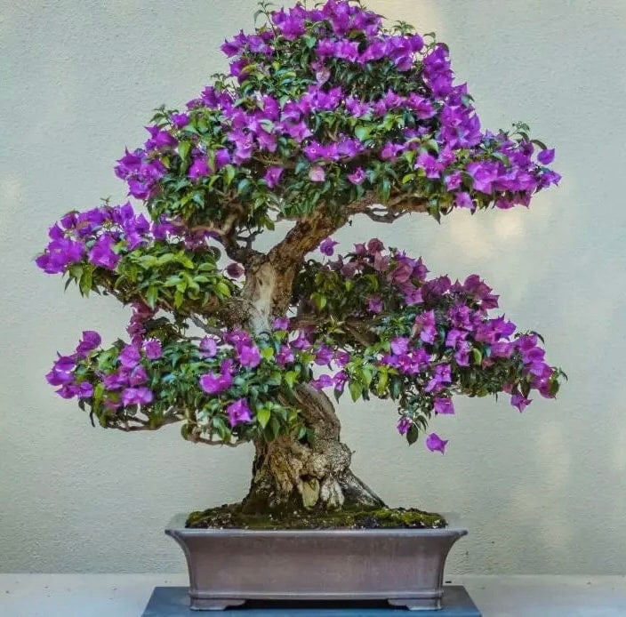 Flowering bonsai - Etsy.de