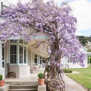 Wisteria Blue Rain seeds, best gift for him her mom dad teacher home decor DIY gardening frost hardy perennial flowering house plants