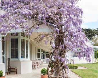 Wisteria Blue Rain Samen, bestes Geschenk fr ihn ihre Mutter Vater Lehrer  Wohnkultur DIY Gartenarbeit Frost winterhart mehrjhrig blhende  Zimmerpflanzen - Etsy sterreich