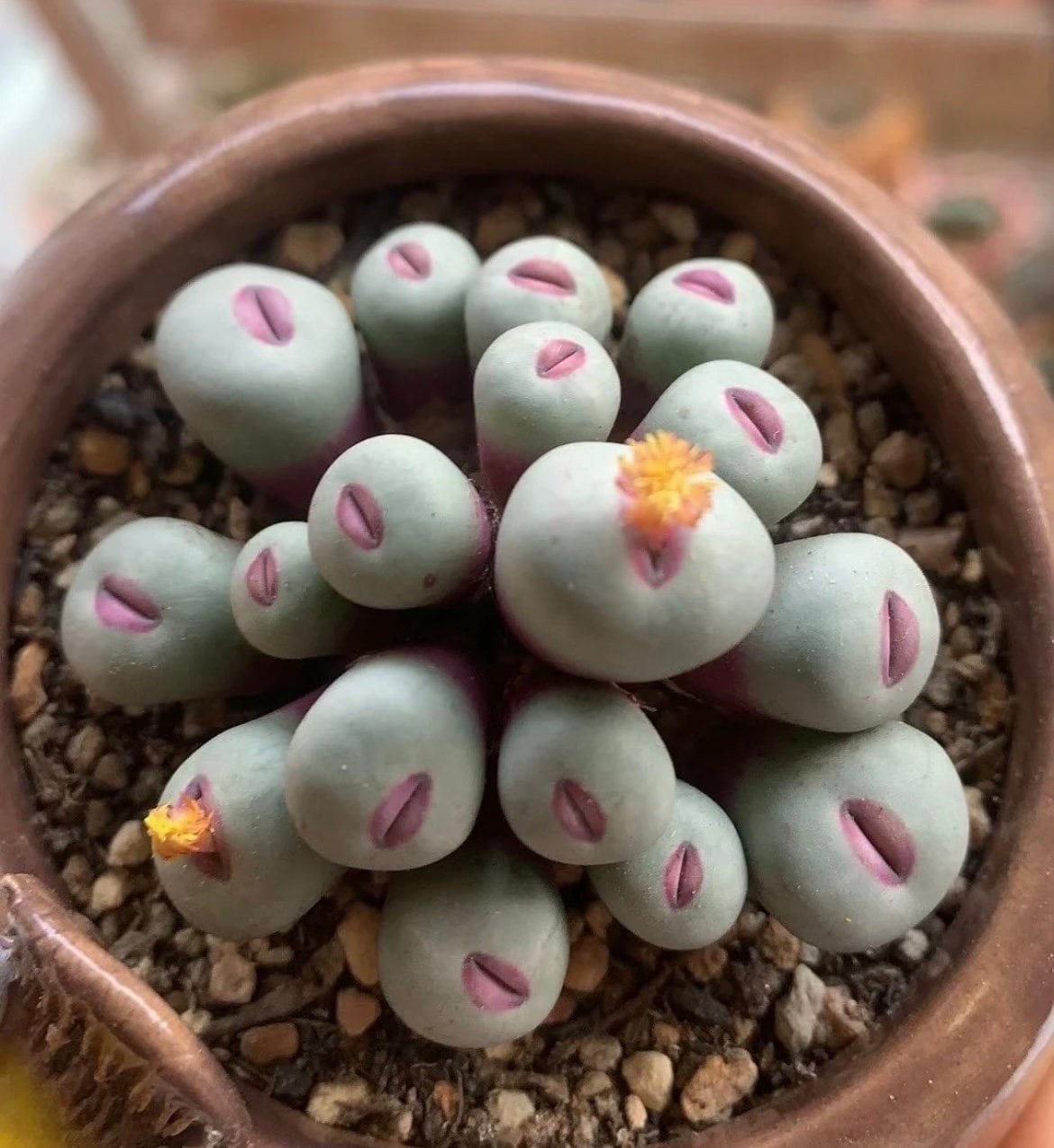 Conophytum pageae - Etsy 日本